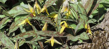 Trout Lily