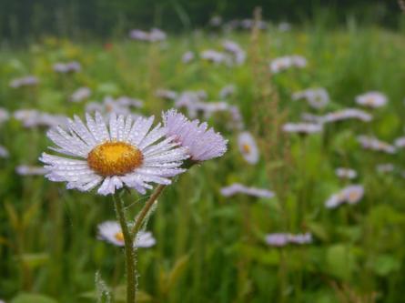 Erigeron pulchellus daisy-type flower in a dewy meadow