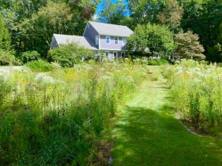 A residential house with lawn replaced by beautiful meadow