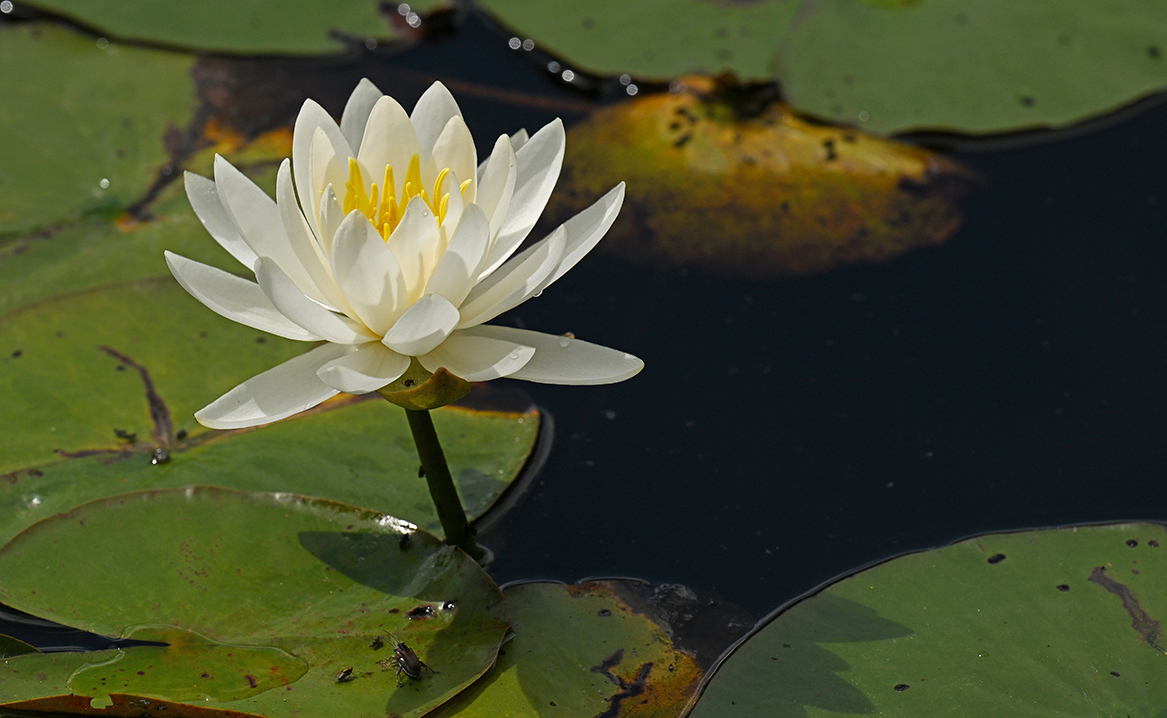 A close up of a water lily in bloom.