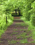 Path through the Native Plant Collection